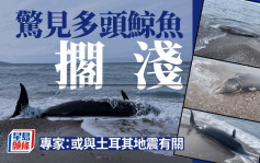 土耳其地震｜塞浦路斯海岸驚見多頭鯨魚擱淺 疑與地震有關