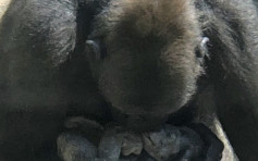 匹茲堡動物園遊客 見證大猩猩誕兒