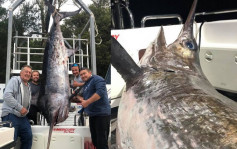 澳洲渔民肉搏两小时终捕获436公斤重剑鱼 全球第二大