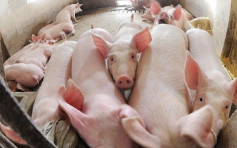 4.5万居民养30万猪  台湾「猪乡」促政府停建农场