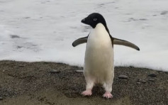 南极企鹅长征3000公里 现身纽西兰海滩