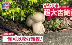 台北市路边惊现「超大杏鲍菇」 网民笑言「一颗可以吃好几餐」