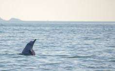 WWF推纪录片吁关注海洋噪音 倡设中华白海豚保育区
