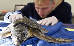 全球暖化延后向南回游 麻省173只海龟遭冻死