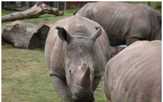 非法捕猎者入侵法国动物园　枪杀白犀牛锯走犀牛角