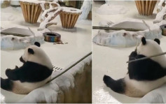 飼養員竹竿催促大熊貓暖暖 園方致歉：永不允許涉事人飼養熊貓