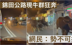 片段｜錦田公路現港版「奔牛節」 5隻牛牛行車線奔跑