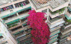 廣州老人28年種出9層樓高勒杜鵑 「紅色瀑布」成打卡聖地