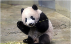 熊貓香香東京首亮相 園方收25萬份參觀申請