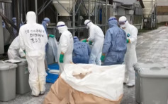 日本秋田縣爆發高致病性禽流感 逾14萬隻雞被撲殺