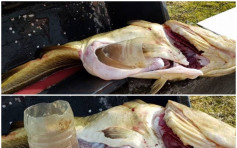 挪威渔民捕获巨型鳕鱼 剖腹惊见大胶樽