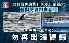 西貢鯨魚｜世界自然基金會：傷口較數日前擴大 籲市民勿再出海觀鯨