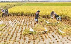 全球米價料再攀升 泰國白米創15年高 受累印度出口限制 大選前難望解禁