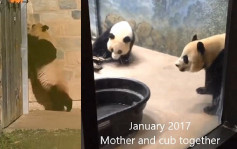 大熊貓母子被迫「分居」　媽媽哀嚎抓牆搵寶寶
