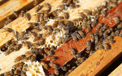 巴西近5亿蜜蜂农药中毒暴毙 或会引爆粮食战争