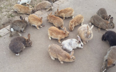 日「兔島」遊客數量大減 兔子或面臨缺糧危機