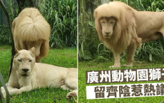 廣州動物園獅子留齊陰惹議 職員：牠自己理的 我們不敢剪