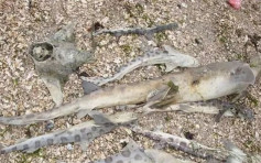 寄生虫侵蚀大脑 2000条豹鲨死于三藩市湾