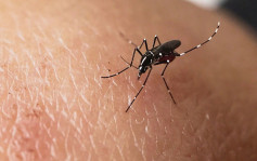 6月持续雨天致白纹伊蚊诱蚊器指数上升 食环加强防蚊及灭蚊