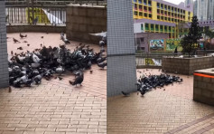 【維港會】坑口站外大批野鴿聚集「揾食」 街坊籲勿亂餵