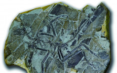 法国收藏家赠辽宁博物馆8化石标本 「史上最早鸟頖」极具价值