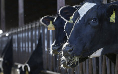 俄烏局勢｜戰事持續致飼料價格上漲 英農場忍痛宰一成乳牛