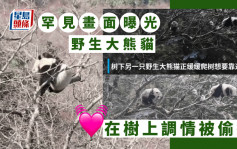 四川野生大熊貓在樹上調情被偷拍 罕見畫面曝光