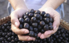 加國研用巴西莓抗新冠 580名病人試驗