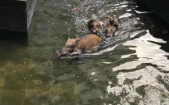 【維港會】野豬一家五口中環花園水池暢泳 1隻「跣親」超驚險