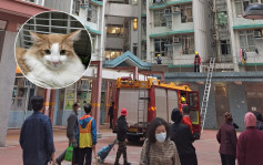 爱东邨猫主疑无关窗 小猫跌落平台被困 消防救起送爱协治理