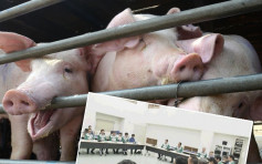 日本猪瘟疫情持续 蔓延至埼玉县