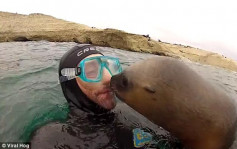 阿根廷海獅強吻潛水客 「重播」熱爆網