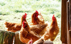 越南广治省爆高致病性H5N8禽流感 禽类产品暂停输港