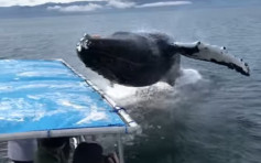 阿拉斯加赏鲸游客 获抢镜座头鲸送惊喜