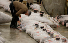 东京筑地市场搬迁在即 下月15日起禁游客参观吞拿鱼竞投