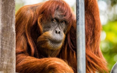 全球最老红毛猩猩离世 终年62岁