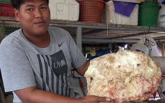 泰國漁民岸邊拾獲7kg鯨魚嘔吐物 價值高達21萬英鎊