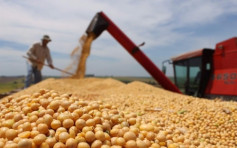 中國或明年元旦起復購美國大豆