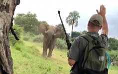 南非象衝向遊客夫婦 導遊手勢加口令「擊退」