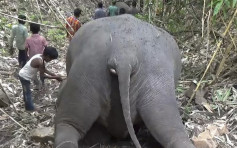 印度18只野象离奇倒毙　疑遭闪电击中身亡
