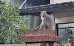 台湾独臂猕猴闯汽车维修厂 被注射1cc镇定剂后身亡
