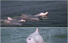 廣西北部灣中華白海豚數量升　增至214條