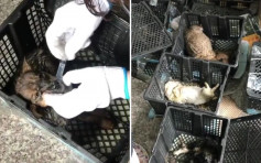 再現寵物盲盒 蘇州數十寵物幼崽死於快遞站發出濃烈屍臭