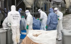 日本本月第四次有雞場爆禽流感 撲殺逾15萬隻雞