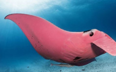 激罕｜澳洲摄影师意外拍到「粉红」魔鬼鱼　专家惊：全球唯一