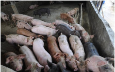 【非洲豬瘟】內地運港豬內臟驗出病毒 上水屠房6000隻將全部銷毀