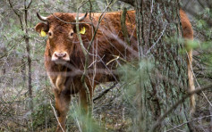荷兰母牛送屠场前逃命感动全国 募捐46万助安享晚年