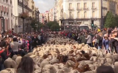 2000只绵羊迁徙 挤爆西班牙马德里市区