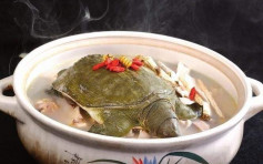 深圳不将人工繁殖饲养的龟及甲鱼列禁食范围