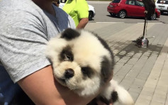 松狮狗惨被染色扮熊猫　俄罗斯街头与游客合照